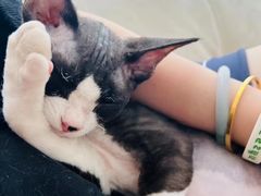 -山宅一喵德文卷毛猫舍
