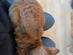 -有喵·猫咖·狗咖·40+猫狗有小奶狗(岗厦店)