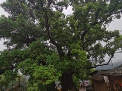 -杨家堂村