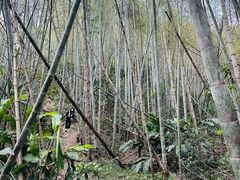 -旗山国家森林公园