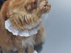 -MOCHA明星猫咖(田子坊店)