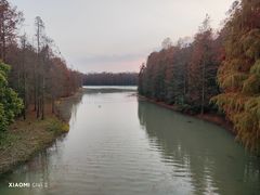 -上海海湾国家森林公园