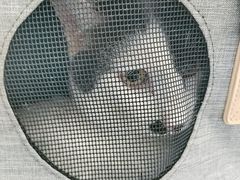 -关爱宠物医院·猫科中心·消化科(滨湖万达分院)