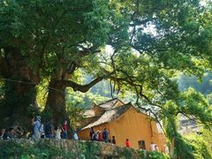 -杨家堂村