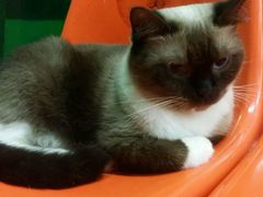 -猫咪博物馆(顶澳仔猫街店)