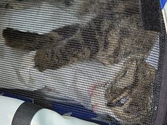 -北京观赏动物医院·24小时大型综合·猫专科·异宠专科