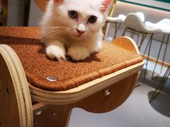 -飞行喵MR PILOT|猫舍·猫咖(静安大融城店)