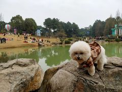 -铁山坪森林公园