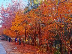 -北京西山国家森林公园