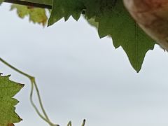 -北京张裕爱斐堡酒庄