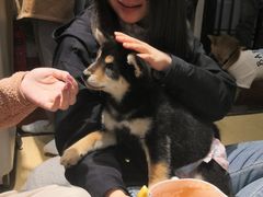 -逗柴咖啡屋·狗咖猫咖宠物桌游