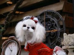 -萌宠之家·腊肠犬·马尔泰·小体犬舍