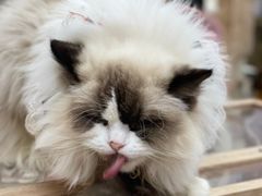 -猪盟咖啡店(玖洲道店)