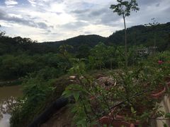 -南宁良凤江国家森林公园