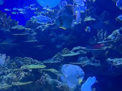-海合安武汉极地海洋公园