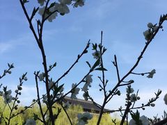 -南汇桃花村