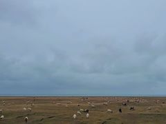 -德禄酸奶(莫家街店)