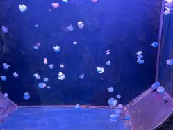 点击看大图 -Zoolung Zoolung动物主题公园(海信广场店)