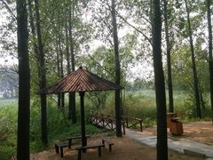 景点-微山湖红荷湿地景区