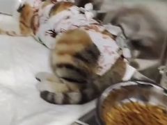-良伴无忧宠物医院(泰欣嘉园店)