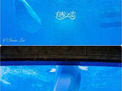 -海合安成都极地海洋公园