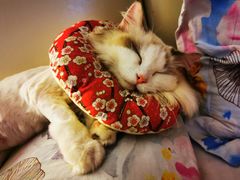 -艾贝尔宠物医院·24H转诊中心·肿瘤猫专科(江宁双龙店)