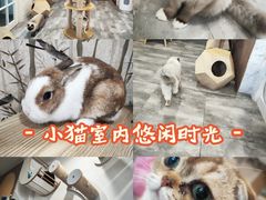 -楼上猫咖(罗湖店)