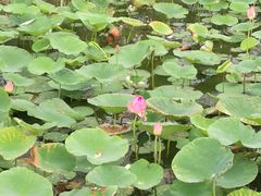 -天津东丽湖风景区