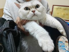 -瑞派宠物医院·24h·骨外科·皮肤科·全科宠物医疗转诊中心(沈阳浑南院)