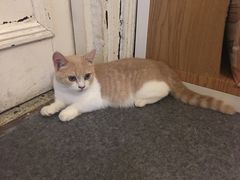 -猫色咖啡·猫咖