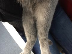-喵的天空名猫咖啡馆·撸猫·猫舍·用品