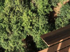 -清迈丛林飞跃 JungleFlight