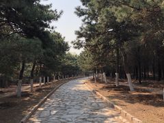 -云岗森林公园