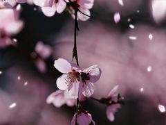 -桃花堤公园