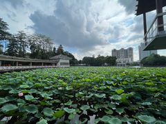 -荔湾湖公园
