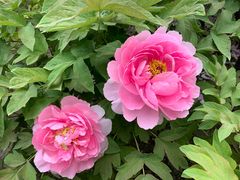 -莲花池公园