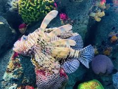 -暹罗海洋世界