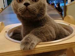 -飞行喵MR PILOT|猫舍·猫咖(静安大融城店)