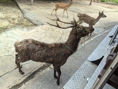 -清迈夜间动物园