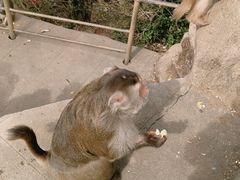 -广州市流溪河国家森林公园