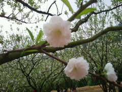 android_upload_pic-南国桃园旅游度假区