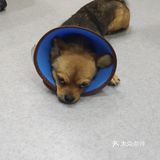 若是谁以后领养了熊猫，千万别丢弃她，如果，不想要了