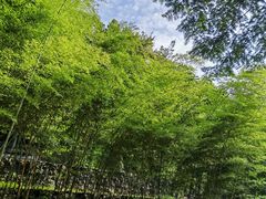 -都江堰中华大熊猫苑