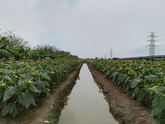 -百万葵园