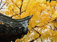 -秋霞圃