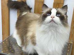 -青奢宠物·青奢猫舍