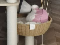 -伟伟宠物医院·CT影像中心·瑞派犬猫综合性门诊(汉口总院)