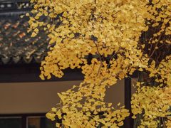 -苏州文庙(姑苏区)