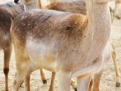 -济南野生动物世界