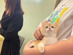 -钦宠·猫咪售卖·洗护·寄养(东圃旗舰店)